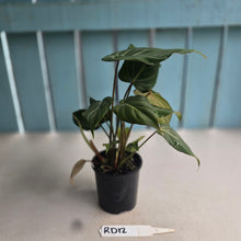 Load image into Gallery viewer, #RD12 Philodendron Gloriosum