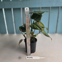 Load image into Gallery viewer, #RD12 Philodendron Gloriosum