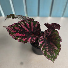 Load image into Gallery viewer, #RD23 Begonia Unknown
