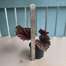 Load image into Gallery viewer, #RD23 Begonia Unknown