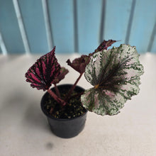 Load image into Gallery viewer, #RD23 Begonia Unknown