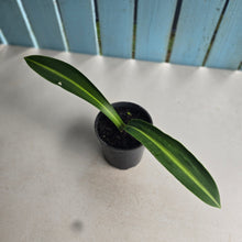 Load image into Gallery viewer, #B8 Hippeastrum Reticulatum