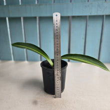 Load image into Gallery viewer, #B8 Hippeastrum Reticulatum