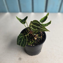 Load image into Gallery viewer, #R14 Super Frilly Miniature Anthurium Forgetii x