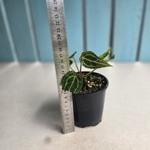 Load image into Gallery viewer, #R14 Super Frilly Miniature Anthurium Forgetii x