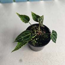 Load image into Gallery viewer, #R14 Super Frilly Miniature Anthurium Forgetii x