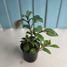 Load image into Gallery viewer, #RB15 Nematanthus Monanthos - Pink