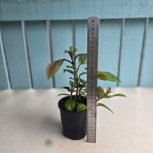 Load image into Gallery viewer, #RB15 Nematanthus Monanthos - Pink