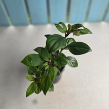 Load image into Gallery viewer, #RB15 Nematanthus Monanthos - Pink