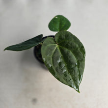 Load image into Gallery viewer, NEW RELEASE - #RS2 Anthurium Papillilaminum x (Lux x Radicans)