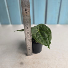 Load image into Gallery viewer, NEW RELEASE - #RS2 Anthurium Papillilaminum x (Lux x Radicans)