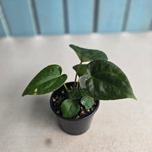 Load image into Gallery viewer, NEW RELEASE - #RS2 Anthurium Papillilaminum x (Lux x Radicans)