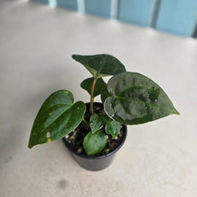 Load image into Gallery viewer, NEW RELEASE - #RS2 Anthurium Papillilaminum x (Lux x Radicans)