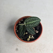 Load image into Gallery viewer, #RD45 Labisia White Lines