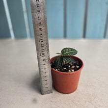 Load image into Gallery viewer, #RD45 Labisia White Lines