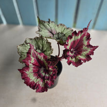 Load image into Gallery viewer, #D912 Begonia Raspberry Torte