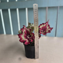 Load image into Gallery viewer, #D912 Begonia Raspberry Torte