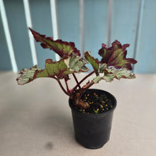 Load image into Gallery viewer, #D912 Begonia Raspberry Torte