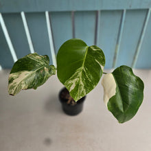 Load image into Gallery viewer, #R52 Variegated Monstera  Borsigiana
