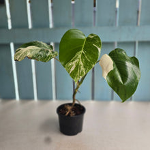 Load image into Gallery viewer, #R52 Variegated Monstera  Borsigiana