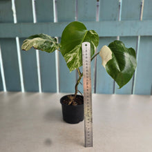 Load image into Gallery viewer, #R52 Variegated Monstera  Borsigiana