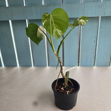 Load image into Gallery viewer, #R52 Variegated Monstera  Borsigiana