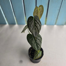 Load image into Gallery viewer, #R48 Philodendron Melanochrysum x Brandtianum