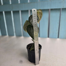 Load image into Gallery viewer, #R48 Philodendron Melanochrysum x Brandtianum
