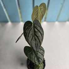 Load image into Gallery viewer, #R48 Philodendron Melanochrysum x Brandtianum