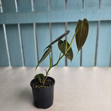 Load image into Gallery viewer, #R48 Philodendron Melanochrysum x Brandtianum