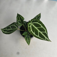 Load image into Gallery viewer, #R43 Three x Anthurium Crystallinum x