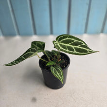Load image into Gallery viewer, #R43 Three x Anthurium Crystallinum x