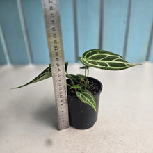 Load image into Gallery viewer, #R43 Three x Anthurium Crystallinum x