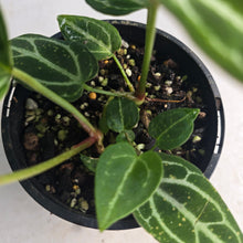 Load image into Gallery viewer, #R43 Three x Anthurium Crystallinum x