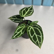 Load image into Gallery viewer, #R43 Three x Anthurium Crystallinum x