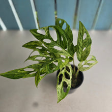 Load image into Gallery viewer, #RB5 Variegated Monstera Adansonii Mint
