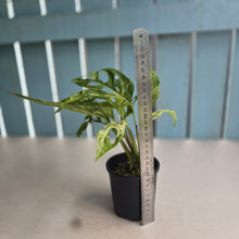 Load image into Gallery viewer, #RB5 Variegated Monstera Adansonii Mint