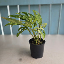 Load image into Gallery viewer, #RB5 Variegated Monstera Adansonii Mint