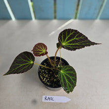 Load image into Gallery viewer, #RA16 Begonia Chloroneura
