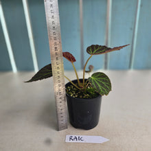 Load image into Gallery viewer, #RA16 Begonia Chloroneura