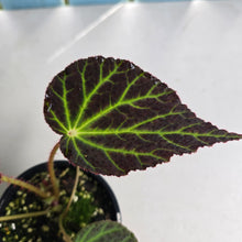 Load image into Gallery viewer, #RA16 Begonia Chloroneura