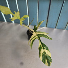 Load image into Gallery viewer, #R323 Philodendron Florida Beauty
