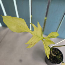 Load image into Gallery viewer, #R323 Philodendron Florida Beauty