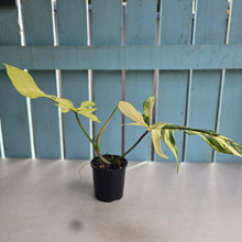 Load image into Gallery viewer, #R323 Philodendron Florida Beauty