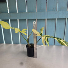 Load image into Gallery viewer, #R323 Philodendron Florida Beauty