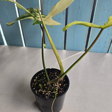 Load image into Gallery viewer, #R323 Philodendron Florida Beauty