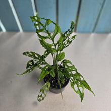 Load image into Gallery viewer, #D11 Multiple Monstera Obliqua