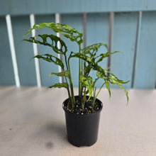 Load image into Gallery viewer, #D11 Multiple Monstera Obliqua