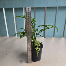 Load image into Gallery viewer, #D11 Multiple Monstera Obliqua
