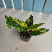 Load image into Gallery viewer, #RD46 Variegated Monstera Peru